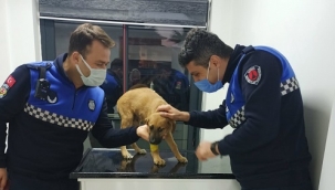 İzmir zabıtasından yavru köpeğe çarpan şoföre ceza!