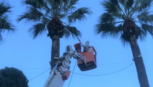 Konak Belediyesi'nden 'kırmızı böcek' raporu: 2020 yılında 55 palmiye öldü!