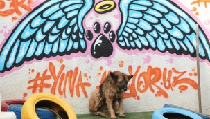 Konak'ta can dostlar için STK'larla işbirliğine devam 