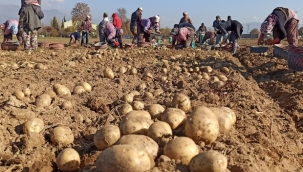 Kuraklık Ödemiş patatesini vurdu!