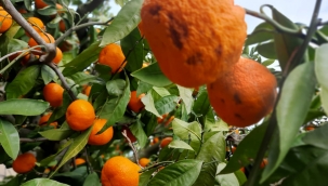 Mandalinayı önce kırağı sonra yağmur vurdu!