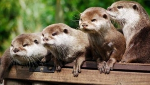 Vizonları katleden Danimarka'ya ilahi adalet şoku