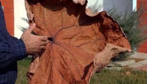 Adıyaman'da yeni bitki türü keşfedildi 