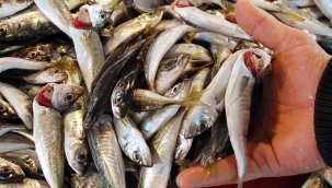 Balıkta boya ve ağırlık hilesi: Ağır çekmesi için küçük balık yutturuyorlar 