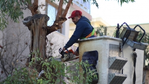 Bayraklı’da sağlıklı ağaç dönemi