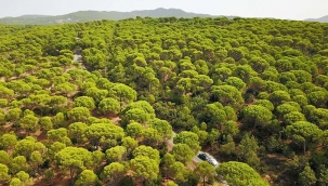 Bergama’daki ağaç katliamı Meclis gündeminde!