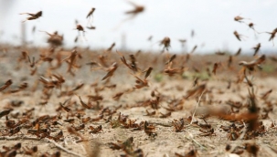 BM'den yeni çekirge istilası uyarısı