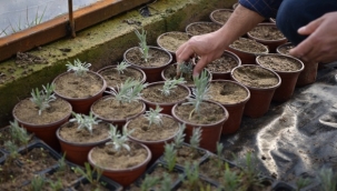 Bornova Lavanta kokacak!