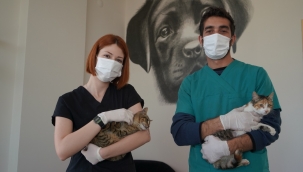 Çeşme Belediyesi sokak hayvanlarını koruyor ve tedavi ediyor!