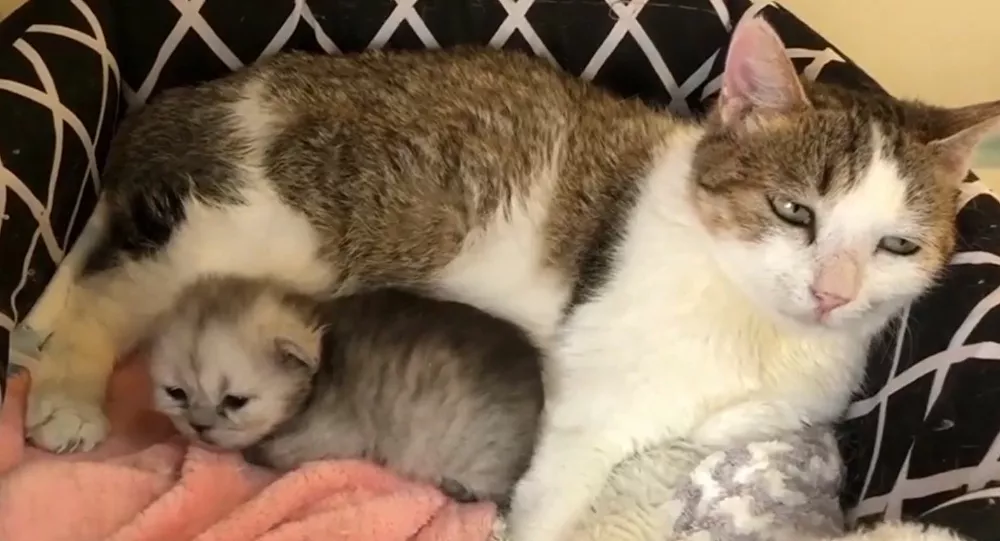 Çin'de bir orman kedisi klonlandı 