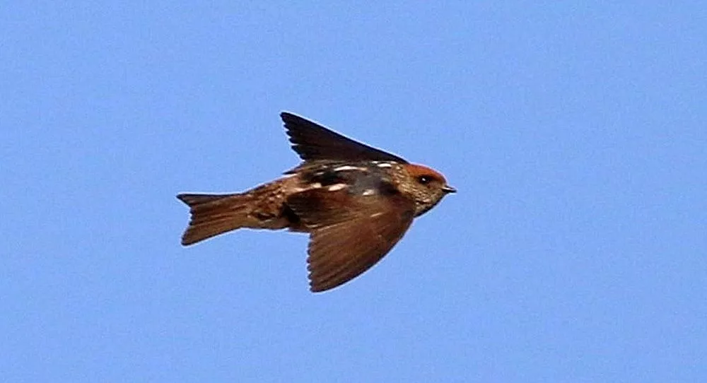 Çizgili gerdanlı kırlangıç, Türkiye'de ilk defa görüldü 