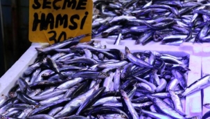 Hamsinin fiyatı 30 liraya çıktı