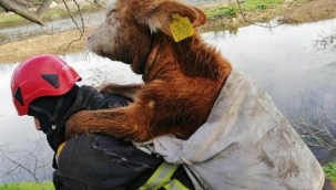 İtfaiye eri balçıktan kurtardığı danayı sırtında taşıdı 