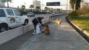 İzmir'de havalar soğudu, can dostlar unutulmadı!