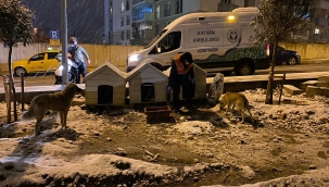 Kar altında kalan can dostlarını Buca Belediyesi unutmadı 