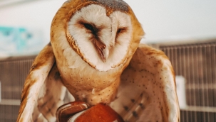 Nesli tükenmekte olan peçeli baykuş kurtarıldı