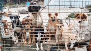Özdere Hayvan Barınağı’na Büyükşehir’den destek!