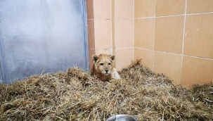 Yavru aslan kafesten Doğal Yaşam Parkı’na 