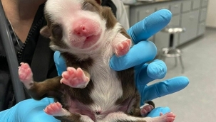 ABD'de bir köpek 6 ayaklı ve iki kuyruklu doğdu