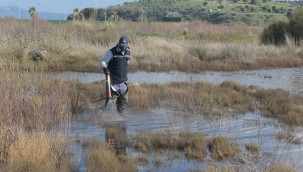Aliağa’da sivrisinek mücadelesi başladı 