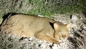 Nesli tükenmekteydi.. Aydın'da görüntülendi!