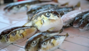 Balon balığı gemi kaptanını öldürdü