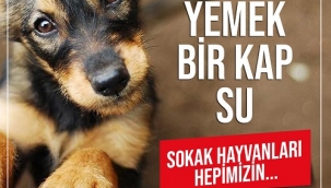 CHP’li Beko: Hayvan Hakları Yasası neden hala yasalaşmıyor? 