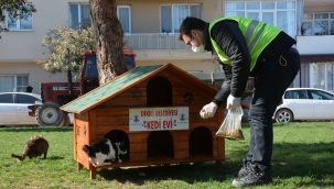 Dikili'de can dostlar kedi evleri ile buluşturuluyor!