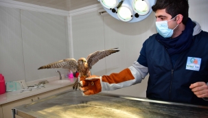 Donmak üzereydi, Narlıdere Belediyesi sahip çıktı