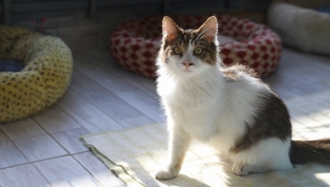 Dünya Kediler Günü’nde Buca’nın kedi raporu 