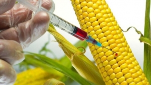 GDO'lu bir mısır ve 4 soya çeşidinin hayvan yeminde kullanılmasına onay