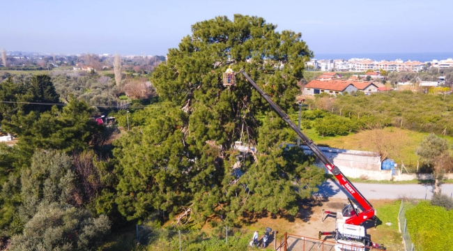 Güzelbahçe Belediyesi'nden 'Tırtıl' operasyonu