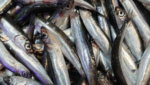 Türkiye hamsiden 920 bin dolar kazandı