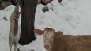 Hayvana işkence: Kümese girdi diye tilkiyi ayaklarından ağaca astı 