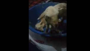 İzmir'de anne diyen kuzu herkesi şaşırttı!