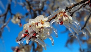 İzmir Valiliğinden zirai don uyarısı!