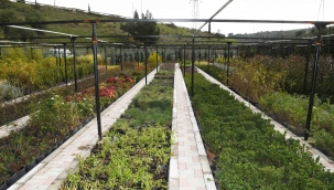 Karabağlar’ın fidanlığı yeşerdi 