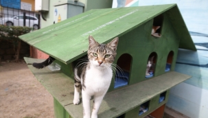 Karşıyaka Belediyesi’nden can dostlar için temizlik çalışması