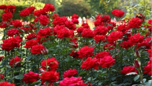 Kırmızı gül serada 5, çiçekçide 15 lira 