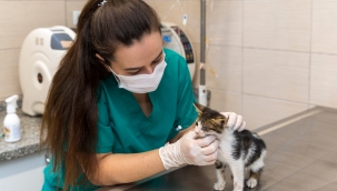 Kısırlaştırılan kedi-köpek sayısı iki katına çıktı!