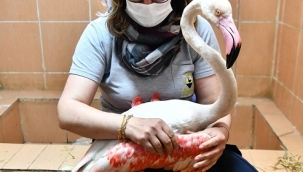 Körfezin güzellerine Büyükşehir sahip çıktı