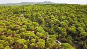  'Kozak Yaylası'nda 8 bin 882 fıstık çamını kurban etmeyin!'