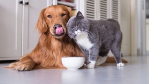 Sahipli kedi ve köpeklere çip zorunluluğu