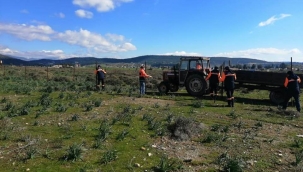 Santral arazisine 'organik tarım' yalanı tutmadı, Foça'da direkler söküldü!