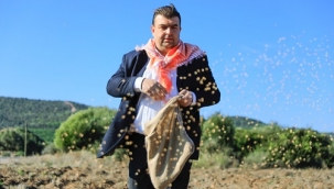 Seferihisar'da Atalık Karakılçık Buğday ekimi başladı