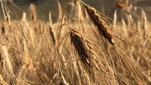 Tarımsal girdi fiyatları 2020 yılında yüzde 17.52 arttı