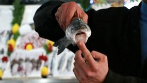 Türkiye sularında 24 çeşit balık paraziti tespit edildi 