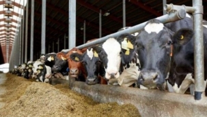 Yem fiyatları bir yılda yüzde 25 arttı