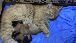 Anne kedi yavrularını doktora getirdi 