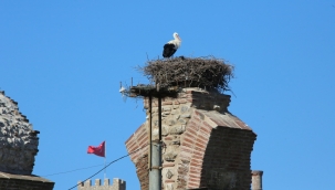 Baharın müjdecisi leylekler Efes Selçuk semalarında!